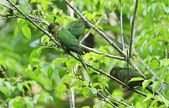 Black-capped Parakeet